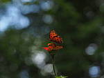 Click to see YG10313.JPG