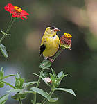 Click to see YL-0029-EDIT.JPG