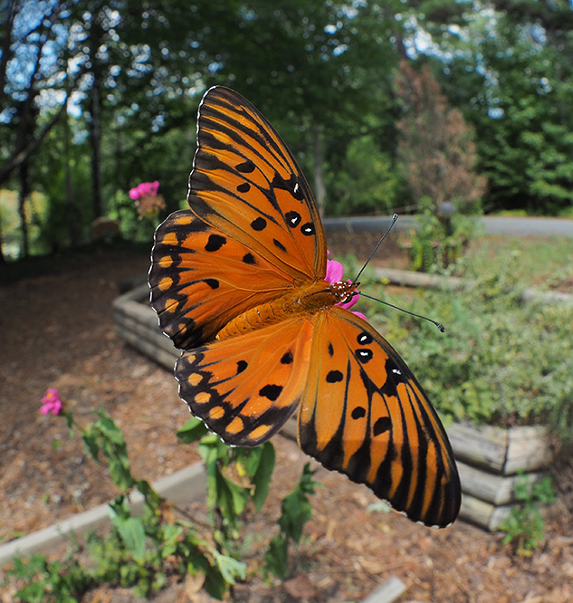 Olympus E-M10 II Review - sample image