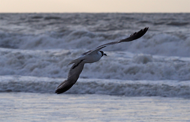 Olympus E-M10 II Review - sample gallery image