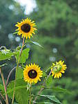 Click to see Y-ISO-P0001.JPG