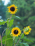 Click to see Y-ISO-P0002-edt.JPG