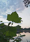 Click to see Y-ISO-P0006-edt.JPG