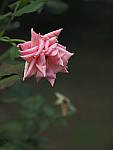Click to see Y-ISO-P0011.JPG