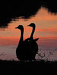 Click to see Y-ISO-P0023-edt.JPG