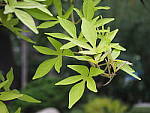 Click to see YP8270357.JPG