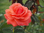 Click to see YP8270515.JPG