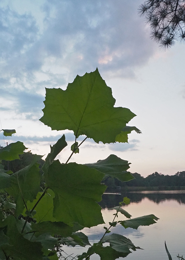 Olympus E-M10 III - Sample Image