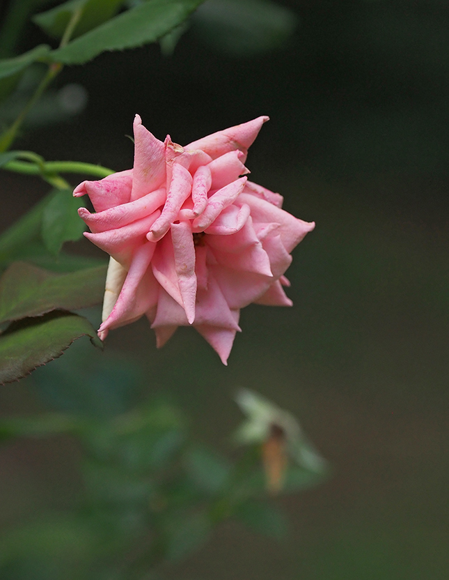 Olympus E-M10 III - Sample Image