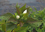 Click to see Y-DP-P1010013-EDT.JPG