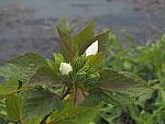 Click to see Y-DP-P1010013.JPG