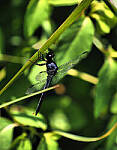 Click to see Y-DP-P1010048-EDT.JPG