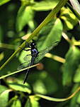 Click to see Y-DP-P1010048.JPG