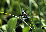 Click to see Y-DP-P1010055-EDT.JPG