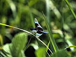 Click to see Y-DP-P1010055.JPG