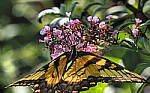 Click to see Y-DP-P1010080-EDT.JPG
