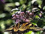 Click to see Y-DP-P1010080.JPG