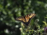 Click to see Y-DP-P1010086.JPG