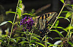 Click to see Y-DP-P1010087-EDT.JPG