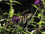 Click to see Y-DP-P1010087.JPG