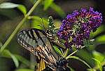 Click to see Y-DP-P1010090-EDT.JPG