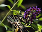 Click to see Y-DP-P1010090.JPG