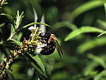 Click to see Y-DP-P1010093.JPG
