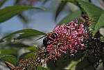 Click to see Y-DP-P1010116-EDT.JPG