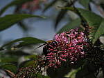 Click to see Y-DP-P1010116.JPG