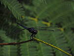 Click to see Y-DP-P1010227.JPG