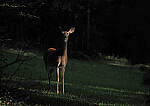 Click to see Y-DP-P1020280-EDT.JPG