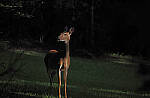 Click to see Y-DP-P1020281-EDT.JPG