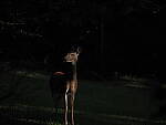 Click to see Y-DP-P1020281.JPG