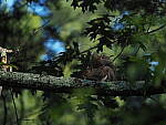 Click to see Y-DP-P1020285.JPG