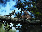 Click to see Y-DP-P1020288.JPG