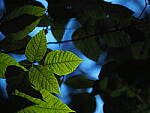 Click to see Y-DP-P1020292.JPG