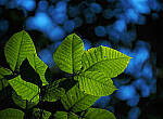 Click to see Y-DP-P1020293-EDT.JPG
