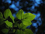 Click to see Y-DP-P1020293.JPG