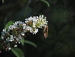 Click to see Y-DP-P1020299.JPG