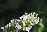 Click to see Y-DP-P1020300-EDT.JPG