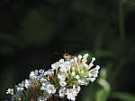 Click to see Y-DP-P1020300.JPG