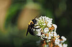 Click to see Y-DP-P1020306-EDT.JPG