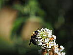 Click to see Y-DP-P1020306.JPG