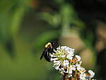 Click to see Y-DP-P1020311.JPG