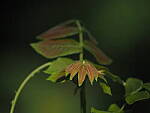 Click to see Y-DP-P1020312.JPG