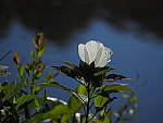 Click to see Y-DP-P1020315.JPG