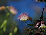Click to see Y-DP-P1020317.JPG