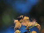 Click to see Y-DP-P1020330.JPG
