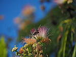 Click to see Y-DP-P1020332.JPG