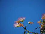 Click to see Y-DP-P1020340.JPG